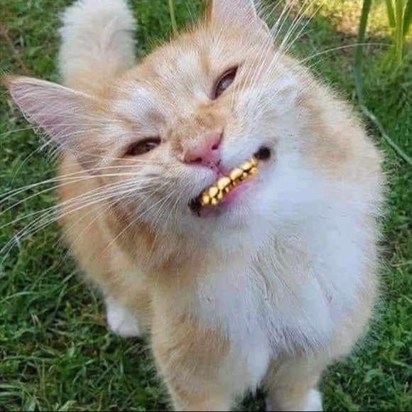 Meet your Posher, Eric - Picture 1 of 1